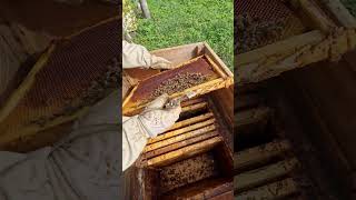 Спасаем слабую семью ! #пчеловодство #beekeeper #пчёлы #bee #2024 #beekeeping #honey