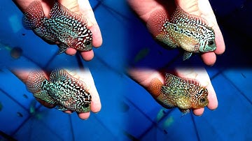 Chia sẻ Cá LA HÁN Dòng KAMFA F2 size nhí cho anh em đồng ngư tham khảo