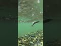 На крючке ! (Хариус) On hook!