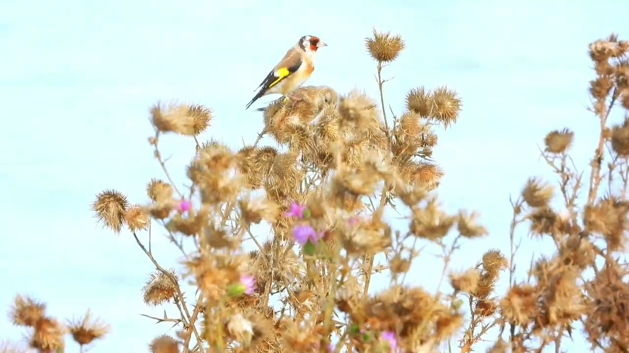 2022 09 24 Tengelic /Carduelis carduelis  Hortobágyi Nemzeti Park 4k