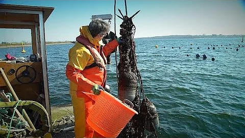 Quanto costa fare un allevamento di cozze?
