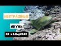 Самые нестрашные акулы Мальдив. Леопардовая акула и акула-нянька