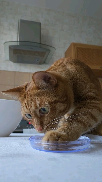 ️Кот Артём ️ - YouTube