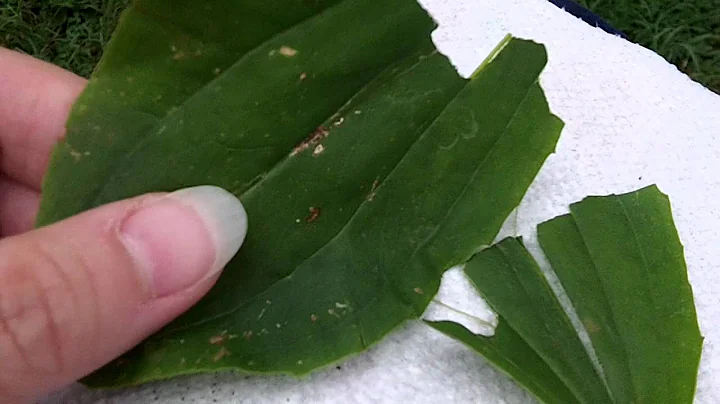 Foraging: Plantain