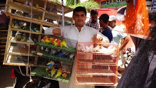 Birds Market lalukhet Sunday Video Latest Update 11-6-23 in Urdu\/Hindi