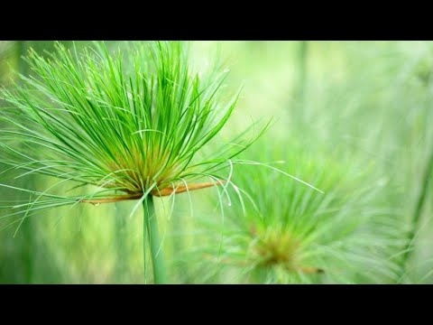 Vídeo: Plantas de Papiro: Como Cultivar Papiro