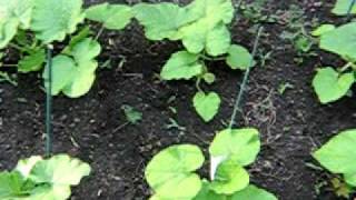 Pumpkin Patch 2010 #2