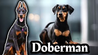 This is what LIFE looks like with a Doberman Pinscher 2022 by SCHNAUZERS FRIENDS CLUB 274 views 2 years ago 1 minute, 16 seconds