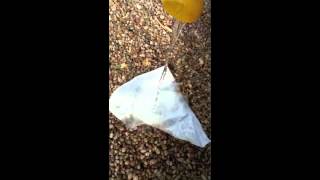 The Curious Boys Of Zod