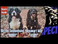 Berner sennenhund  bobby  und hovawart mix  jerry   unsere hunde