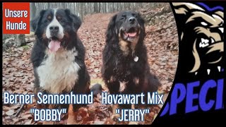 Berner Sennenhund  'BOBBY'  und Hovawart Mix  'JERRY'   Unsere Hunde