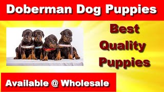Doberman Puppies Available Male And Female Dog Bhari Pets 