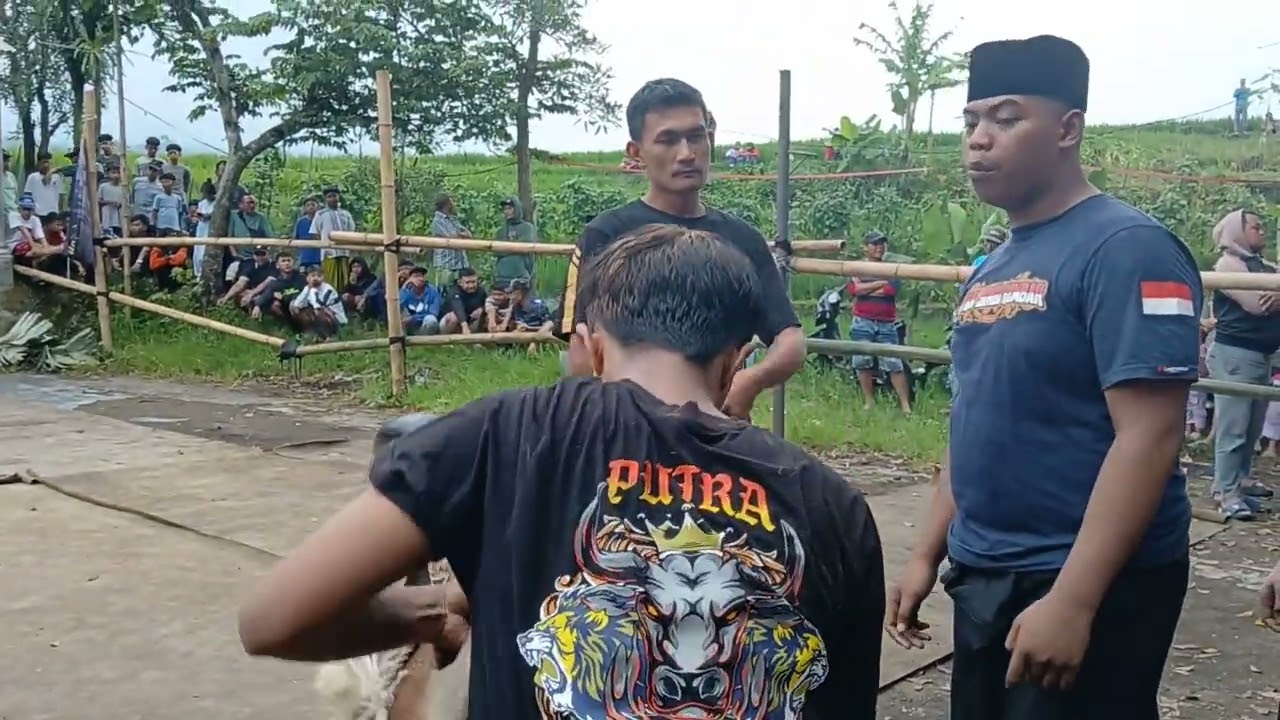Live kalapan singokembar