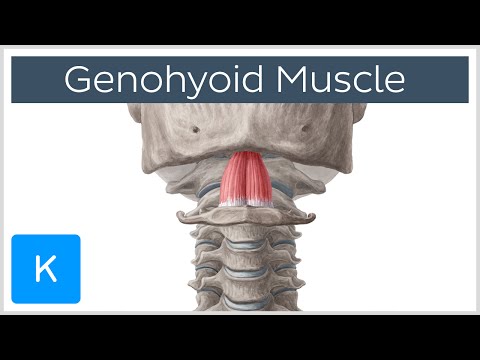 Geniohyoid Muscle - Origins & Function - Human Anatomy | Kenhub