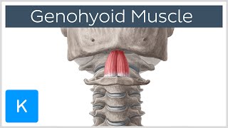 geniohyoid muscle origin insertion innervation function definition human anatomy kenhub