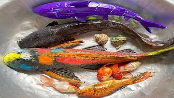 Kem Chanel và mèo hồng bắt được cá vàng, cá màu sắc, con vịt, cá mập, con lươn, cá trê khổng lồ