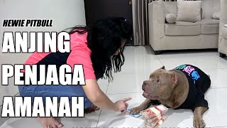 TOLD TO KEEP MOMMY'S MONEY || GREAT PITBULL DOG ALWAYS AND BEWARE OF HAZARD #hewiepitbull