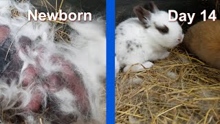 Rabbit Babies newborn to 14 days old - growing up to 14 days old - Baby bunny Kits