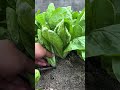 Cutting fresh leafy vegetables from the garden for cooking and healthy daily meals