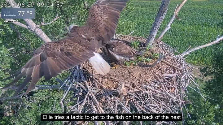 Kansas Eagles 6-27-25.  Friday Food Shenanigans on Kanza's Nest!