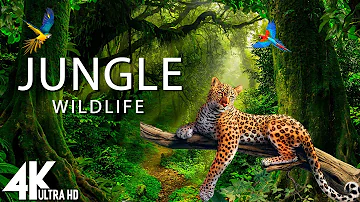 Jungle Wildlife In 4K - The World’s Largest Tropical Rainforest | Relaxation Film with Calming Music