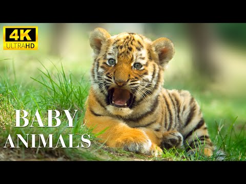 Cute Moments Of Young Wild Animals With Relaxing Music (Colorfully Dynamic), Baby Animals 4K