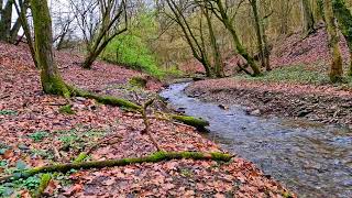 The relaxation sound of a stream against stress || The calming sound of a stream for relaxation. by waldirelax 246 views 1 month ago 1 hour, 21 minutes