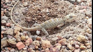 Lizard laying eggs _ Lizard eggs