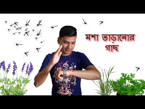 ভিডিও: সিট্রোনেলা উদ্ভিদ কি মাছি দূরে রাখে?