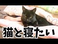 【保護猫】猫と寝るのが夢だった。ごまちゃんともっと仲良くなりたい!