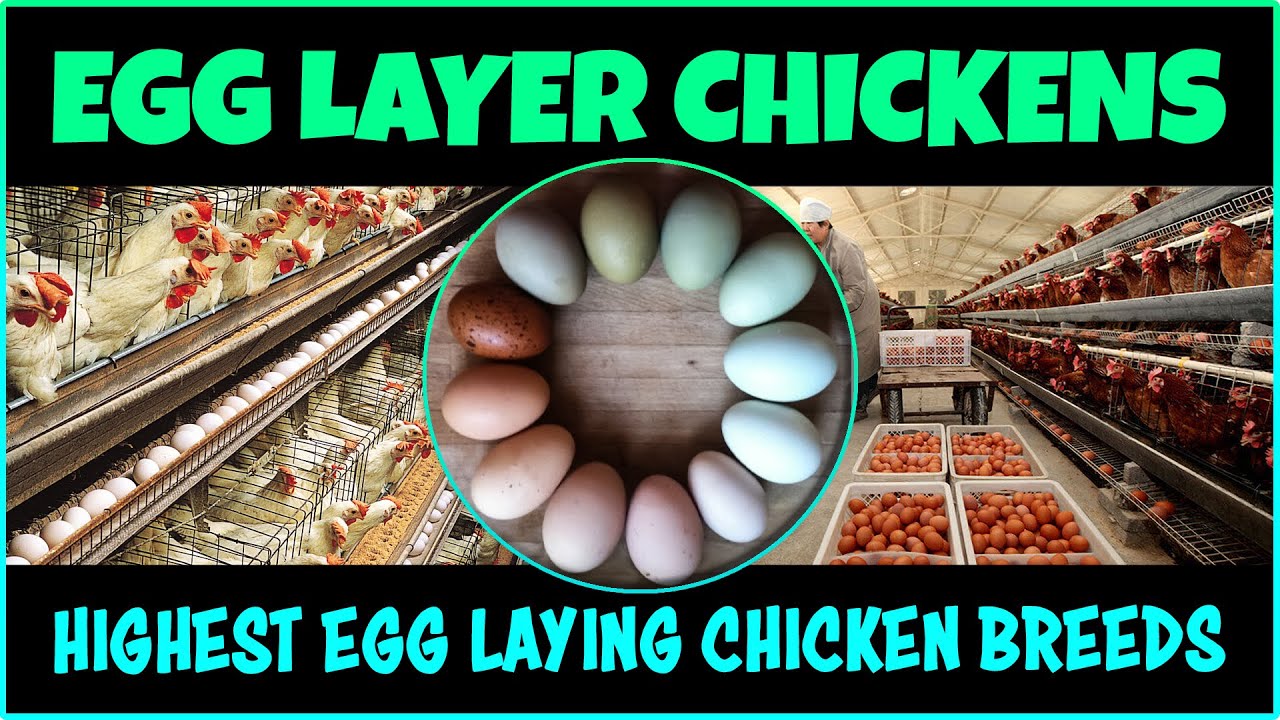 Best chicken Breed for Eggs Egg Layer Chicken Farming YouTube