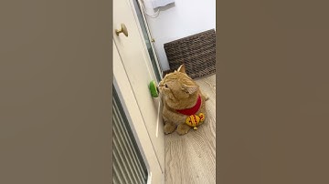 Catnip Frenzy! These Toys Will Make Your Cat Go Crazy!