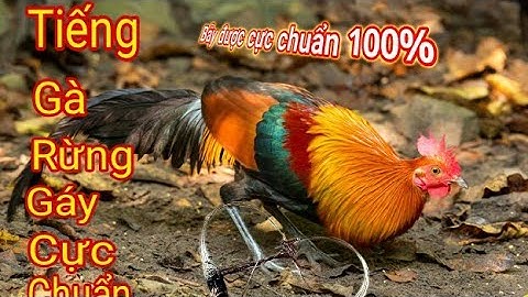 Tiếng gà rừng gáy cực chuẩn | Gà rừng gáy hay nhất 2022 | suab qaib qus qua zoo