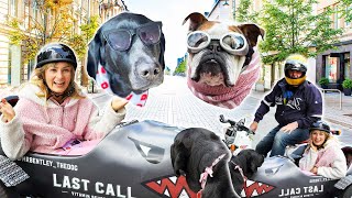My Guide Dog Became Friends w/ an Instagram Famous Dog! (And I rode a motorcycle)