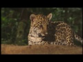 Conflicts of Nature : Conflicts in the Jungle (Wildlife Documentary)