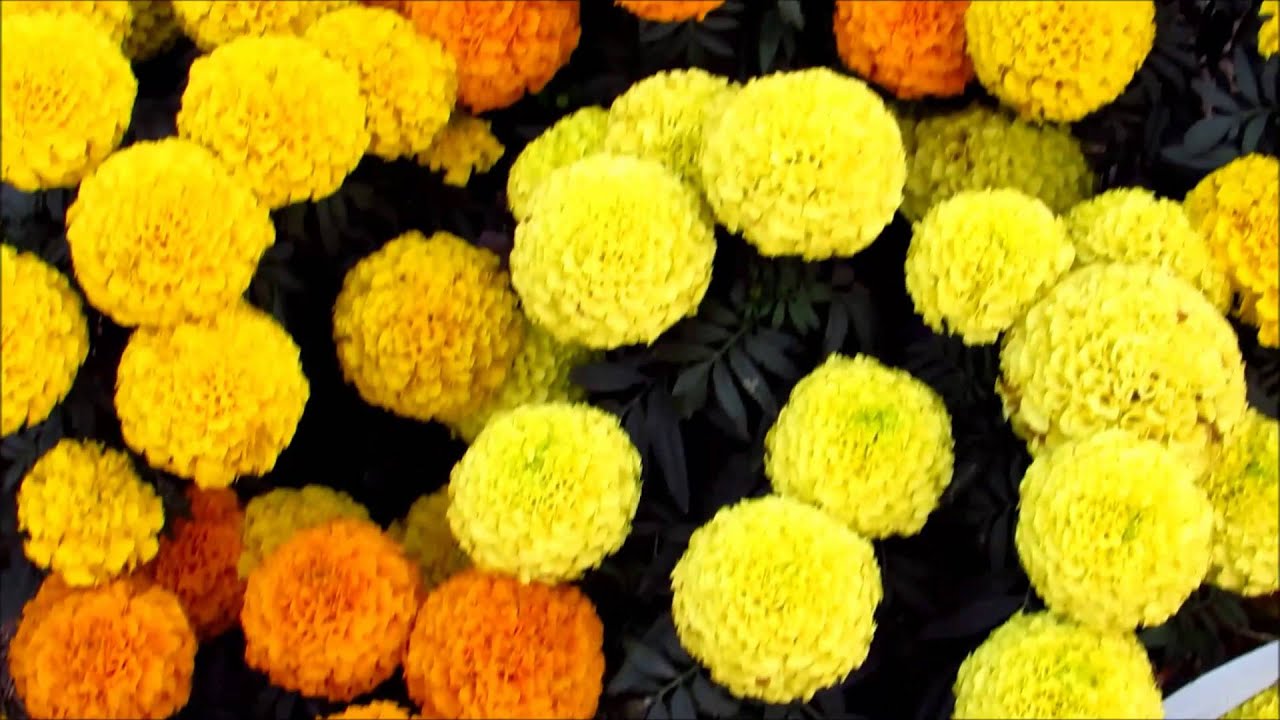 FLOWER EXHIBITION AT KOLKATA 2016 MARIGOLD FLOWER YouTube