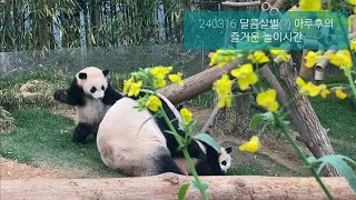 240316 아루후의 달콤살벌 즐거운 놀이시간🐼