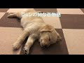 【犬がテーマの名曲】 ジョンの純な恋物語 / 東真紀 - 犬の気持ちを歌った可愛くも切ない歌!