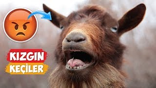 Angry Goat Videos Compilation! | [2018 Compilation] by Numan Gürsoy 132,712 views 5 years ago 6 minutes, 10 seconds