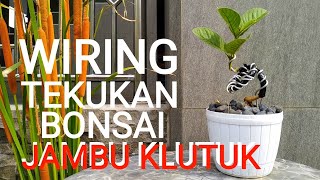 CARA,,, BONSAI JAMBU KLUTUK LURUS JADI MELIUK  _ WIRING