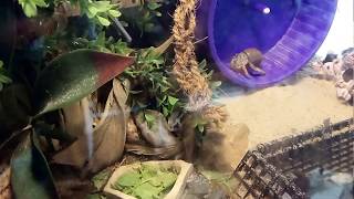 Hermit Crab Hamster Wheel - He's at it Again!!