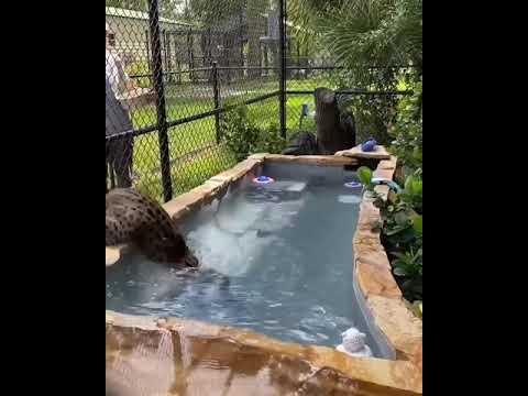 Minnow the fishing cat diving into his pool