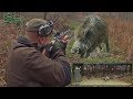 Best of Wild Boar Driven Hunting in Croatia 2016. - Drückjagd  in Kroatien 2016