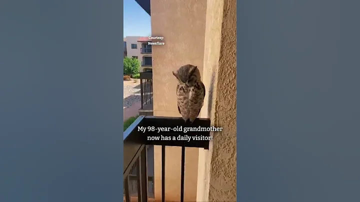 98-year-old grandma gets visited weekly by a friendly owl on her balcony - DayDayNews