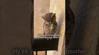 98yearold grandma gets visited weekly by a friendly owl on her balcony