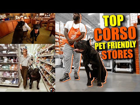 Video: Jenis Baru Trendy Dog Treat Cane Corsos Go Nuts For