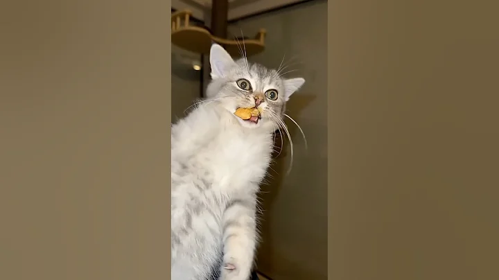 Video 11804651: cat kitten funnycats, cat kitten funny