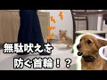 【半信半疑】ルルの無駄吠えを首輪１つで抑えれるのか！？
