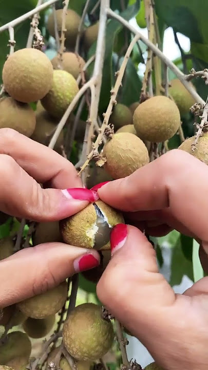 Download lagu Fresh Longan #longan