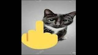 cute kitty!!!!!!!!!!!!1111111